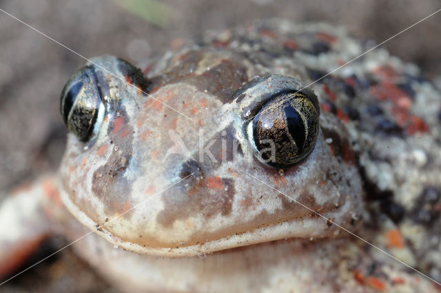 Knoflookpad (Pelobates fuscus)