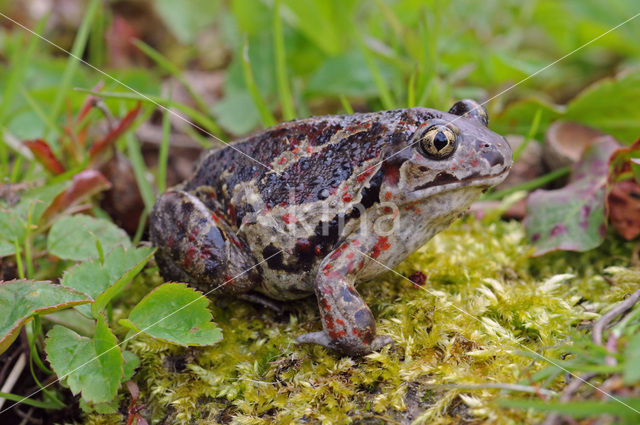 Knoflookpad (Pelobates fuscus)