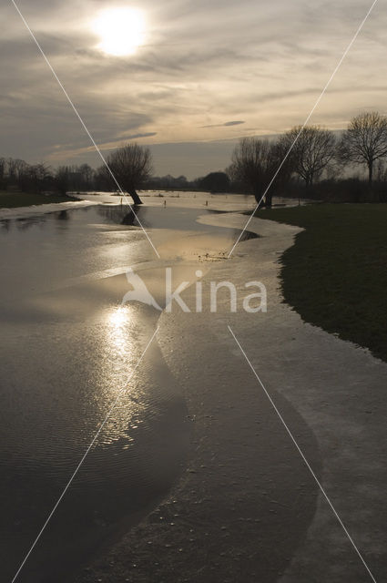 Knotwilg (Salix alba)