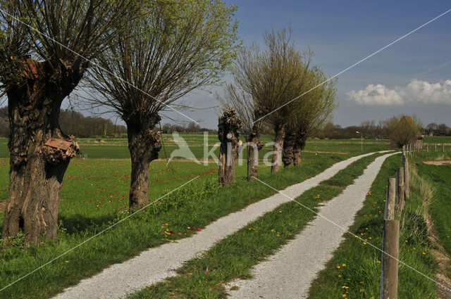 Knotwilg (Salix alba)