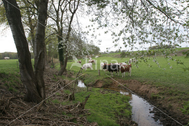 Koe (Bos domesticus)