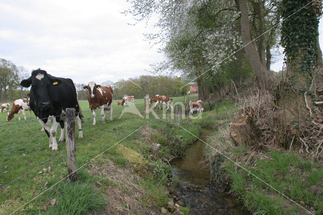 Koe (Bos domesticus)