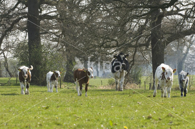 Koe (Bos domesticus)