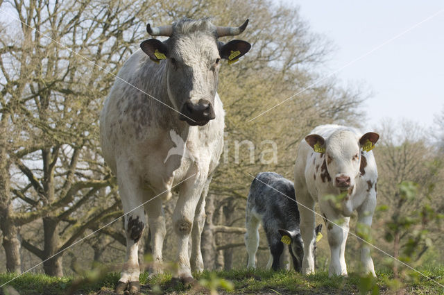 Koe (Bos domesticus)