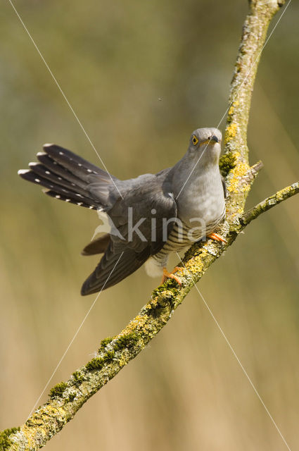 Koekoek (Cuculus canorus)