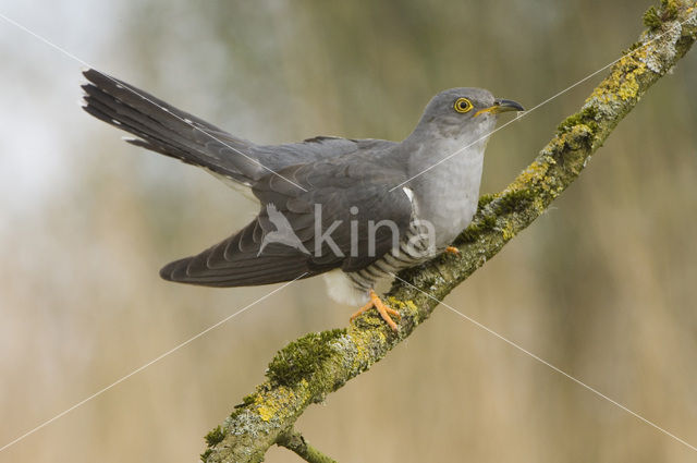 Koekoek (Cuculus canorus)