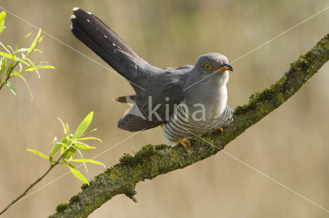 Koekoek (Cuculus canorus)