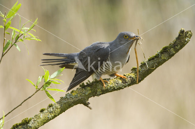 Koekoek (Cuculus canorus)