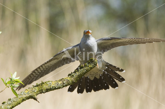 Koekoek (Cuculus canorus)