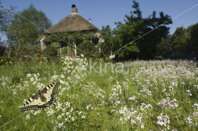 Koninginnepage (Papilio machaon)