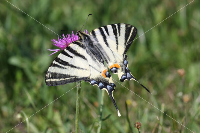 Koningspage (Iphiclides podalirius)