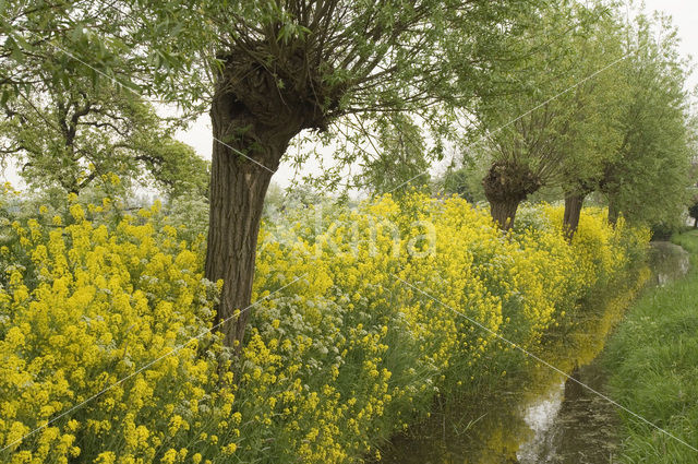 Koolzaad (Brassica napus)