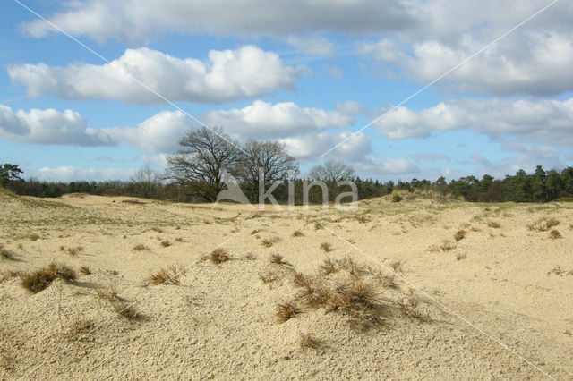 Kootwijkerzand