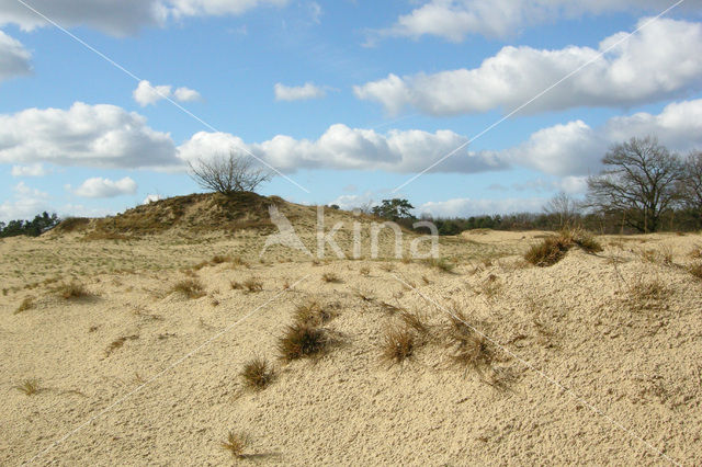 Kootwijkerzand