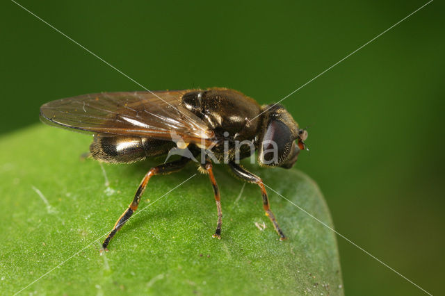 Kustgitje (Cheilosia vernalis)