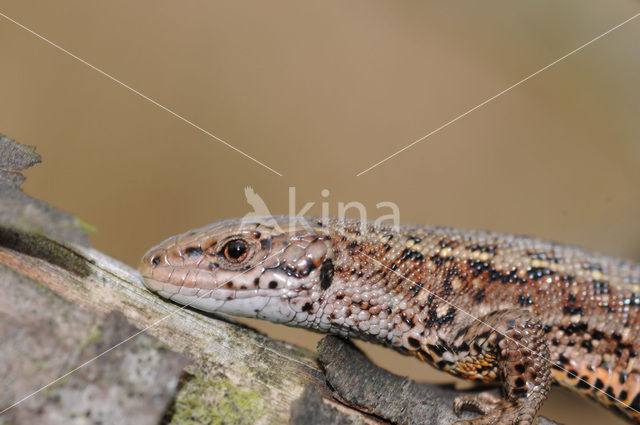 Levendbarende hagedis (Zootoca vivipara)