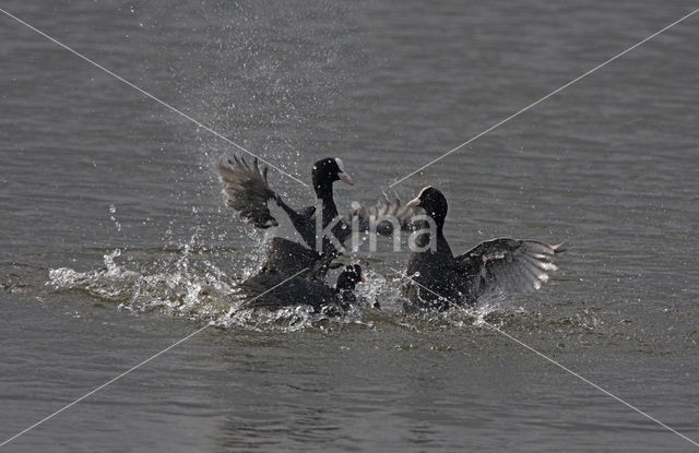 Meerkoet (Fulica atra)