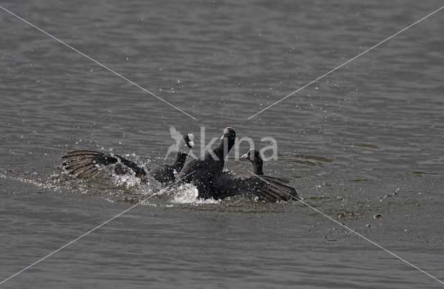 Meerkoet (Fulica atra)