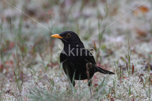 Merel (Turdus merula)