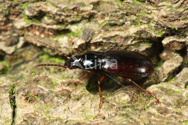 Moerassnelloper (Agonum fuliginosum)