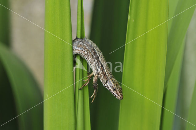 Muurhagedis (Podarcis muralis)