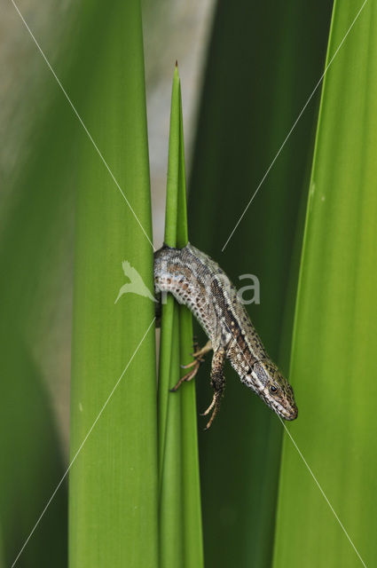 Muurhagedis (Podarcis muralis)