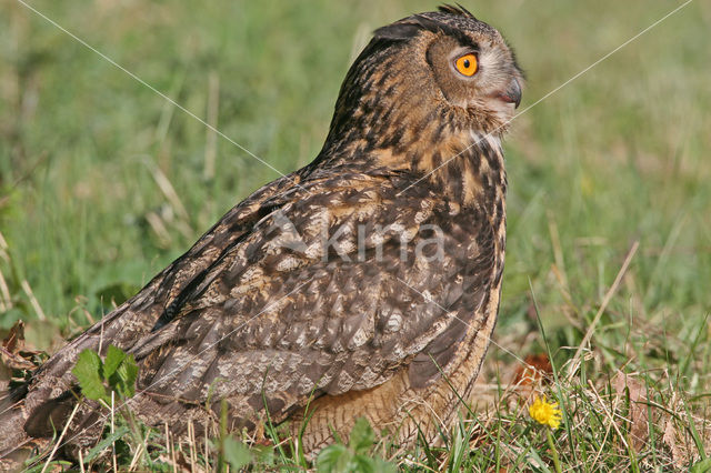 Oehoe (Bubo bubo)