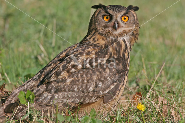 Oehoe (Bubo bubo)