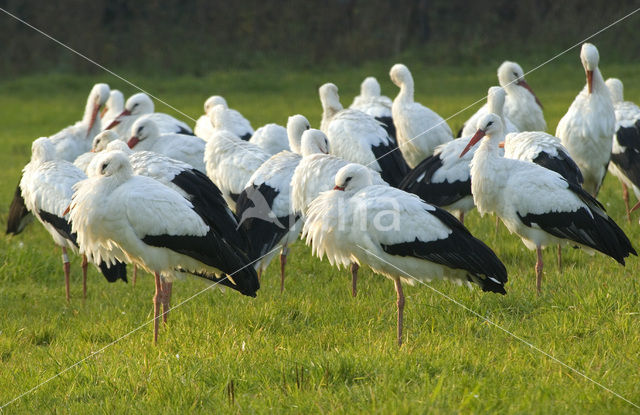 Ooievaar (Ciconia ciconia)