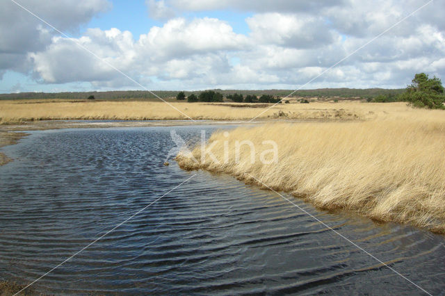 Pijpestrootje (Molinia caerulea)