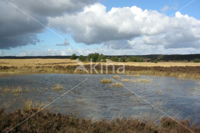 Pijpestrootje (Molinia caerulea)