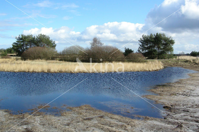 Purple Moor-grass (Molinia caerulea)