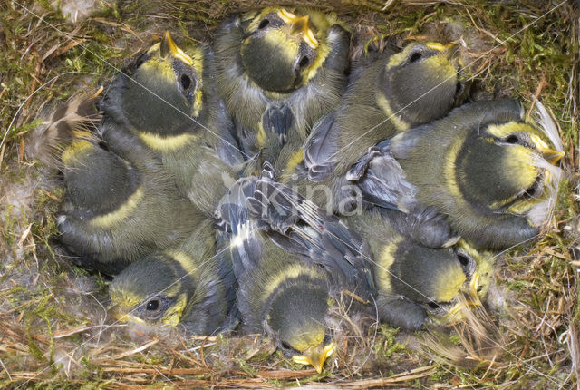 Pimpelmees (Parus caeruleus)