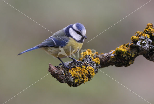 Pimpelmees (Parus caeruleus)