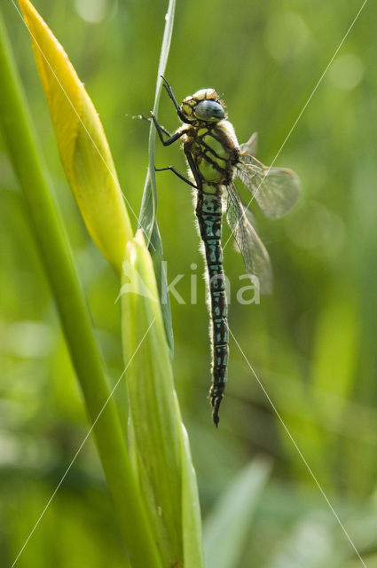 Platbuik (Libellula depressa)