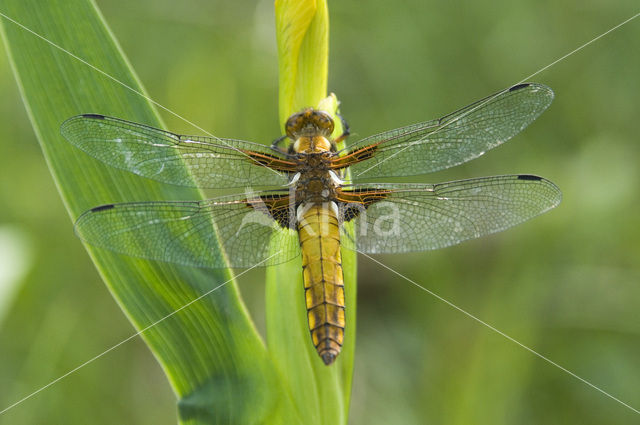 Platbuik (Libellula depressa)