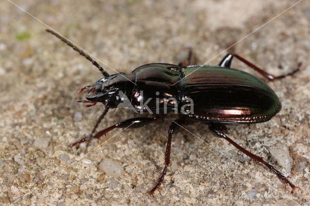 Pterostichus burmeisteri