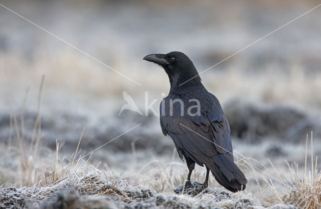 Raaf (Corvus corax)