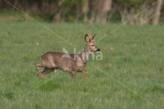 Ree (Capreolus capreolus)