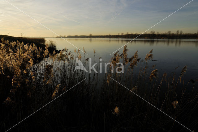 Riet (Phragmites australis)