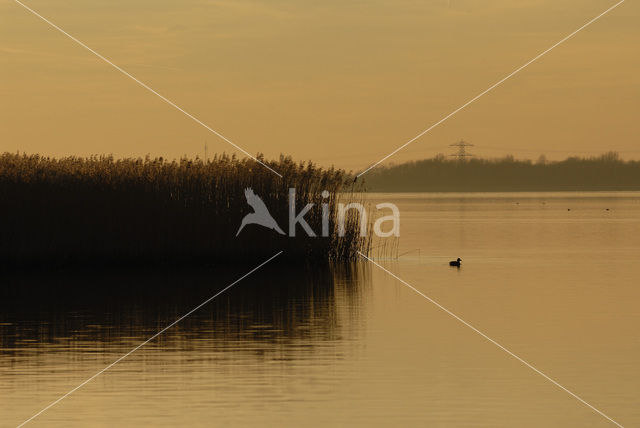 Riet (Phragmites australis)