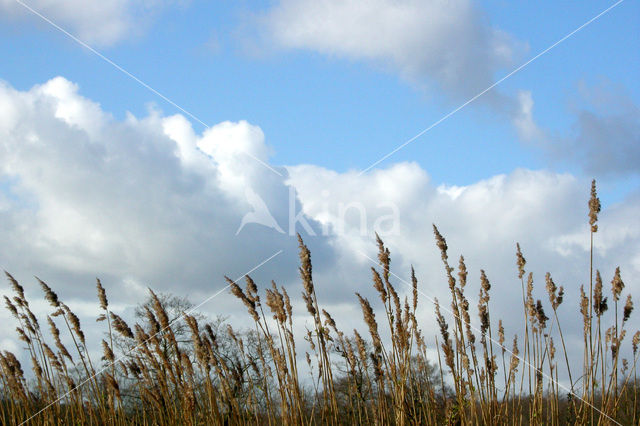 Riet (Phragmites australis)