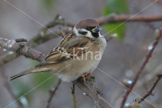 Ringmus (Passer montanus)