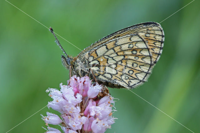 Ringoogparelmoervlinder (Boloria eunomia)