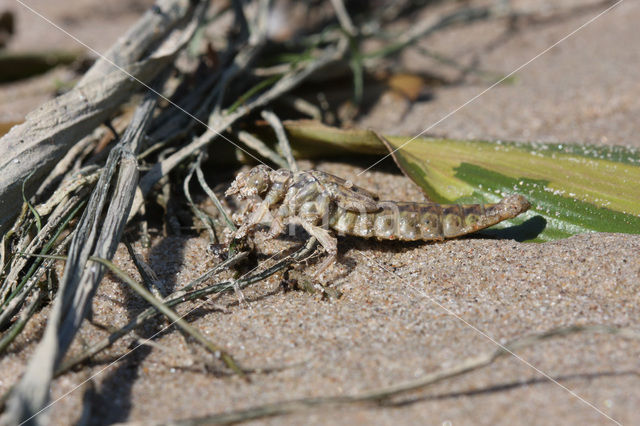 Rivierrombout (Gomphus flavipes)