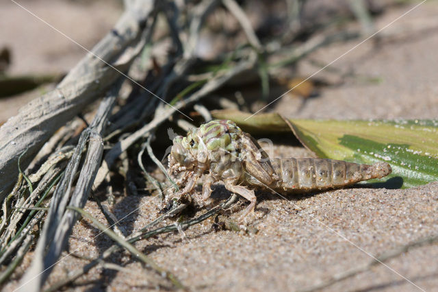 Rivierrombout (Gomphus flavipes)