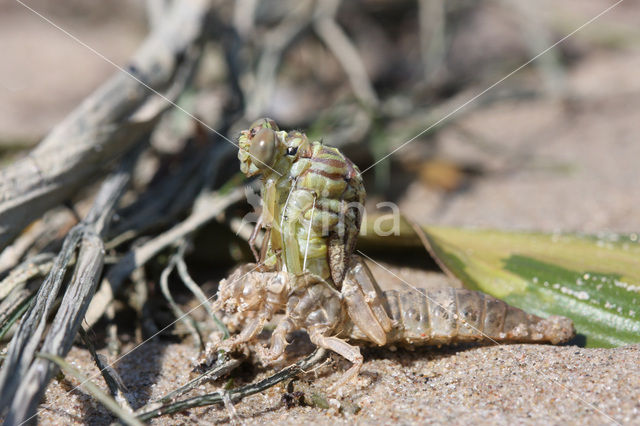 Rivierrombout (Gomphus flavipes)