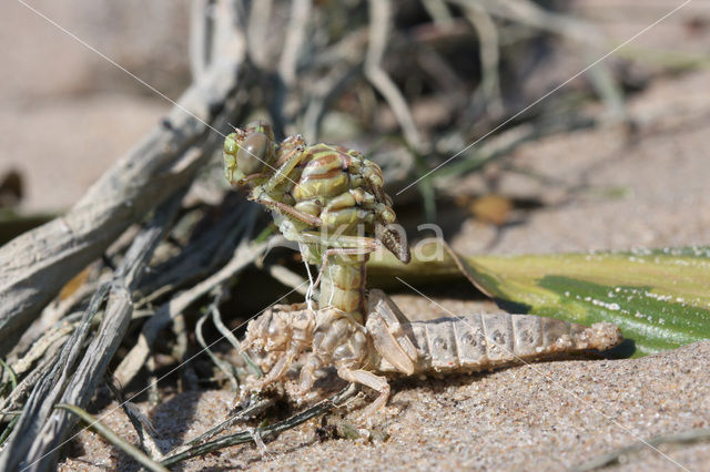 Rivierrombout (Gomphus flavipes)