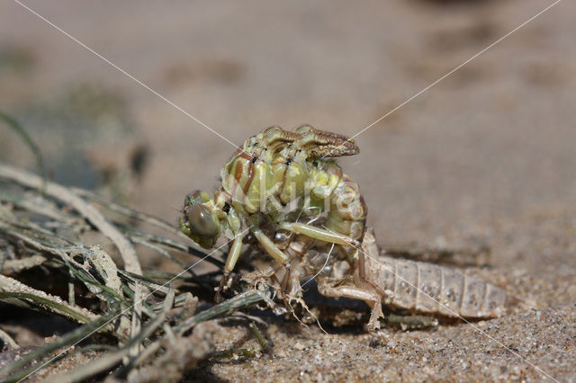 Rivierrombout (Gomphus flavipes)