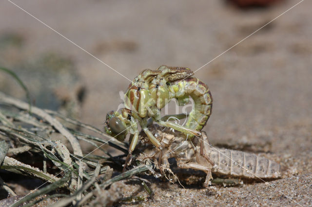 Rivierrombout (Gomphus flavipes)